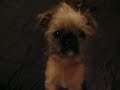 Brussels Griffon
