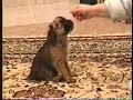 Janell Copas and 10 week old Brussels Griffon pups practicing sits