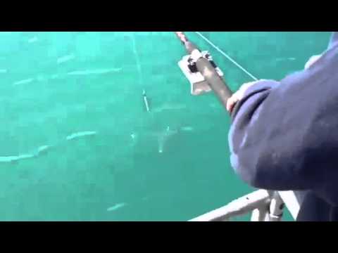 Orca ruba il pesce di un pescatore