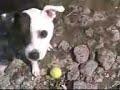 Staffordshire Bull Terrier Nirvan al Lago di Bracciano