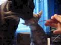 videos de Zwei Katzen essen Eis aus einem Löffel