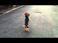 Video: Poodle Running Upright