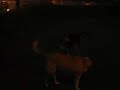 combat-chien-contre-chat.html