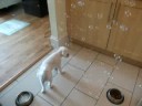 Billi Bichon Frise Bubbles Billi Bichon Frise Bubbles