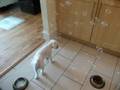 Billi Bichon Frise Bubbles