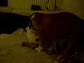Pancho vs Chevo