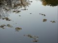 Gymnopodie #5 (Hoban; High Audio)