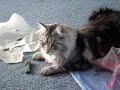 Maine Coon - Jumana chasing her tail Maine Coon - Jumana chasing her tail
