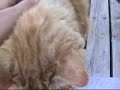 Video about nothing