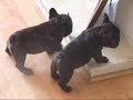 French Bulldog puppies