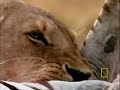 Crittercam: Lions