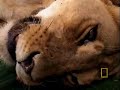 Crittercam: Lions