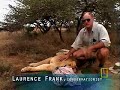 Crittercam: Lions