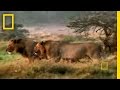 Crittercam: Lions