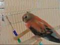 Bourke's Parakeet
