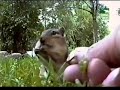 UNA ARDILLA QUE NO PARA DE COMER