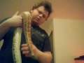 blood python eating rat
