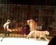 apolo y sus tigres en el brodaway circus