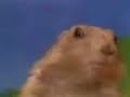 Dramatic Chipmunk - O RLY ?