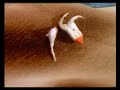 on the skin on the skin