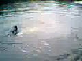 Belu al agua