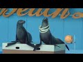 Click here to watch this video アシカショー（南知多ビーチランド） Seal show in Minami chita beach land