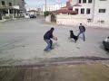 Rottweiler Attack
