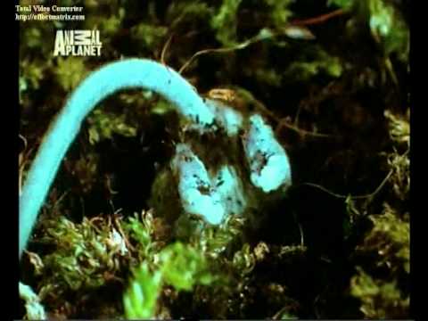 Кулинарные пристрастия жука-могильщика