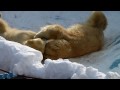 【円山動物園】ホッキョクグマ [x3user2009]