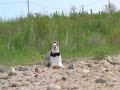 Piping Plover at Nest - The Outtakes