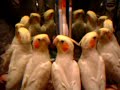 Felix the Singing Cockatiel Bird Whistles Dayenu Felix the Singing Cockatiel Bird Whistles Dayenu