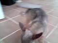 videos de El perro de NACHO VIDAL,impresionante