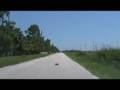 Losi Speedt Car Chase