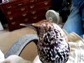 Talking Bird  WeeWoo the Talking Starling