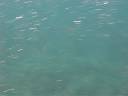 Snorkeling in Sanur 2008