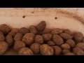 harvesting potatoes