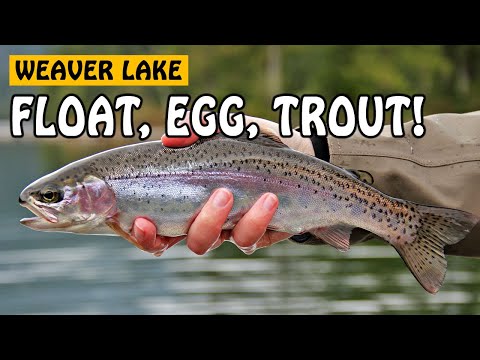 rainbowtrout - For more fishing videos, please visit: http://www.fishingwithrod.com Float fishing with bait is the most basic technique used to catch rainbow trout. In this...