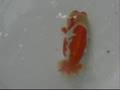愛魚会（浜松）大会、2008年8月24日