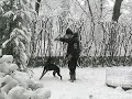 DOBERMANN VIDA GIOCHI SULLA NEVE