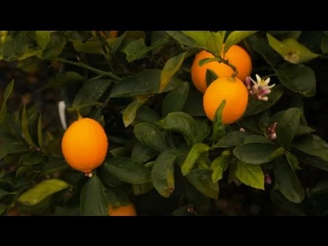 how to transplant citrus trees