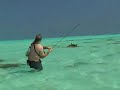 Fliegenfischen auf Bluefin Trevally Fliegenfischen auf Bluefin Trevally