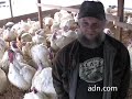 Farming turkeys