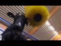 Swinging cow brush SCB DeLaval