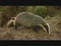 Mid Wales Badger Man Mid Wales Badger Man