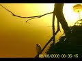 Darrrrek - Breeding carduelis bird