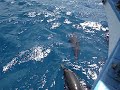 Golfinhos em Fernando Noronha