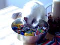 Trick or Treat Cat