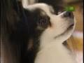 Breed All About It - Papillon