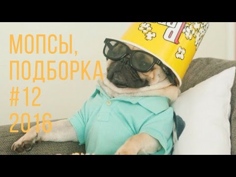 Ютуб мопс прикол Ютуб мопс прикол