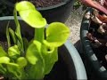 plante carnivore sarracenia capture insecte plante carnivore sarracenia capture insecte